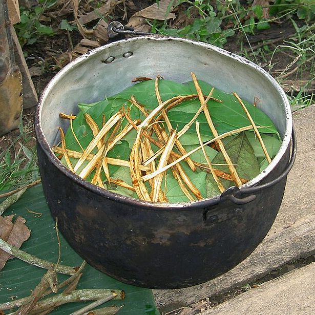 Ayahuasca